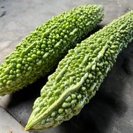 今が旬！朝採れたて！太さが違う！鹿児島県産！栄養価の高いゴーヤの
