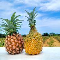 最高峰パイナップル》石垣島産ゴールドバレル2〜3玉【3kg以上