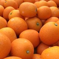 送料無料/はるかみかん2.3kg少々キズあり大小まざり ｜ 果物/オレンジ