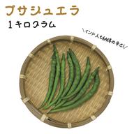 北海道・沖縄専用】ハラペーニョ 約500g 宮崎産 フレッシュ 収穫後農園
