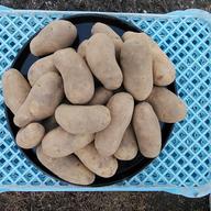 越冬十勝野じゃがいもメークイン 10kg ｜ 野菜/じゃがいも 産直アウル