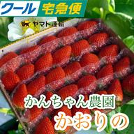 5周年限定】新鮮朝採り！かんちゃん農園の甘いいちご ｜ 果物/いちご