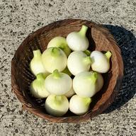 新生姜 1.5kg 栽培期間中:農薬化学肥料不使用 和歌山 古座川産