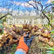 高知土佐四万十生姜 800g【栽培時農薬・化学肥料不使用】 ｜ 野菜/薬味