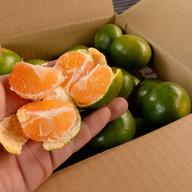 和歌山にしかない品種 一番みかん B品！5kg サイズ混合 | 果物/温州