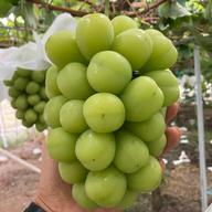 ☆家庭用☆完熟シャインマスカット【3kg箱】 | 果物/ぶどう 産直アウル