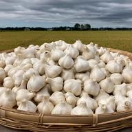 小さめ ホワイト バラにんにく】400g 北海道産 福地ホワイト六片種