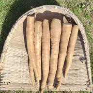 キャッサバ mandioca yuca 黄色甘味種19Kg | 野菜/その他野菜 産直