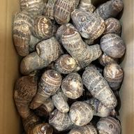 かゆくならないと評判！おおふくの里芋の親芋(頭芋)10キロ 無農薬無