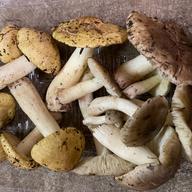 極上極小粒 天然アミタケの塩漬け200g 他少量オマケ有り | 野菜/きのこ