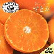 訳あり】媛果プリンセス 3kg【紅プリンセスと同品種】 ｜ 果物