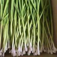 無農薬えごまの葉エゴマの葉1000枚 ｜ 野菜/葉物 産直アウル 農家