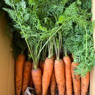 葉付き洗い人参 | 野菜/人参 産直アウル 農家から直接野菜などの食材を