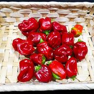 辛くない国産ハラペーニョ【約400g】 ｜ 野菜/ししとう 産直アウル