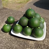 期間限定!】ハウスへべす(訳あり)5キロ ｜ 果物/香酸柑橘(ライム