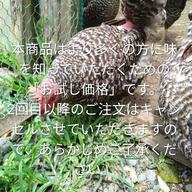 大分県産平飼い鶏卵 160個入り j0000000685002_1.jpg
