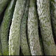 曲がったきゅうり20本☆規格外 ｜ 野菜/きゅうり 産直アウル 農家