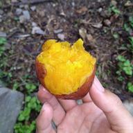 無農薬インカのめざめ 本州、四国、九州の方 ｜ 野菜/じゃがいも 産直