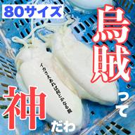旬祭限定】✨まぼろし〜✨️希少な地海老 【しろえび 大サイズ】今治産