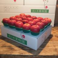 はるかりんご家庭用　5キロ箱 甘系の最高峰】サンはるか5kg箱 ｜ 果物/りんご 産直アウル 農家・漁師