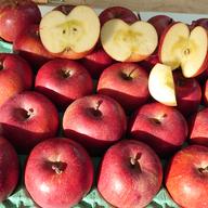 貯蔵サンふじ10kg 46〜40玉（小玉ｻｲｽﾞ） | 果物/りんご 産直アウル