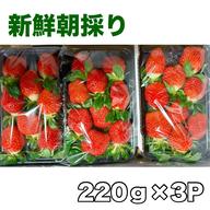 北海道・沖縄便【クール便】初物新鮮朝採りいちご | 果物/いちご 産直