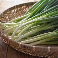 4束4kg】ねっこ農園のシャキとろ青ネギ ｜ 野菜/ねぎ 産直アウル 農家