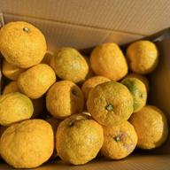 無農薬 ゆず玉 2.5kg | 果物/香酸柑橘(ライム・レモン等) 産直アウル