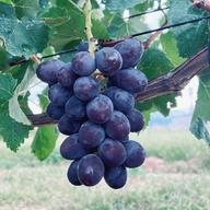 規格外x小ぶり】クイーンルージュ一®4~5房 | 果物/ぶどう 産直アウル