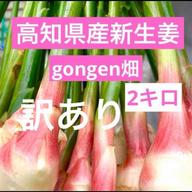 高知県産 新生姜3キロ クール便 | 野菜/薬味 産直アウル 農家から直接