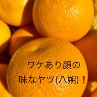 八朔(L中心・M混載)15kg【お買い得】 | 果物/オレンジ・その他みかん