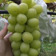 知る人ぞ知る幻のぶどう 「高尾」 | 果物/ぶどう 産直アウル 農家から