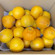 選果落ち 訳あり品】熊本県産 はるか 約2㎏ 規格外 訳あり品 【003