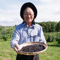 種・種子 弘前産冷凍カシス4キロ(2026年)
