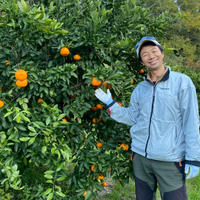 香川県産　富有柿　家庭用3Lサイズ30個 香川県産 富有柿 約3.5㎏（10～16玉）: JAギフトセンターかがわ