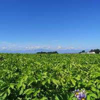 北海道 冬虫夏草 １箱２パック入り 0.37ｇ×60粒 その他/その他通販