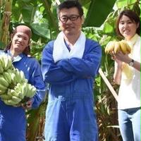 ぐしちゃん銀バナナ 2キロ　実20本前後 果物/バナナ通販