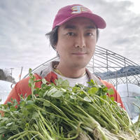 【5周年限定】新鮮！可愛い！手間いらず！脇芽orカット ブロッコリー　約1600g Cブロッコリー1600g 野菜/ブロッコリー通販