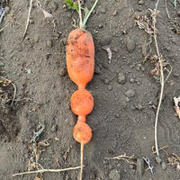 訳あり 長ネギ | 野菜/ねぎ 産直アウル 農家から直接野菜などの食材を