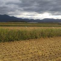 糸島産　生にんにく　1キロ　 1キロ 野菜/にんにく通販