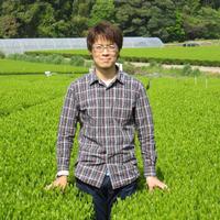 (2袋セット)深蒸し茎茶　1番茶使用 100g×2袋 お茶/緑茶通販