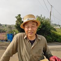 三浦の春キャベツ 1箱(6個入り) 6個入り 野菜/キャベツ通販