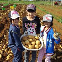 新じゃがいも 送料無料 24kg M~3Lサイズ混合 赤土 南国の恵み 24kg 野菜/じゃがいも通販