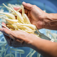 大好評！島らっきょう　500グラム 500グラム 野菜/その他野菜通販