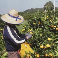 樹成完熟　早生みかん5kg 5kg 果物/温州みかん通販