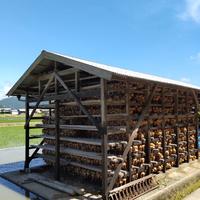 1点限り！　淡路島　南あわじ市産玉ねぎ　大玉　１０ｋｇ　農家直送品　便利な保存ネット付 １０ｋｇ　保存ネット付 野菜/玉ねぎ通販