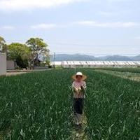 淡路島産　朝採れミニミニブロッコリー 3㌔以内 野菜/ブロッコリー通販
