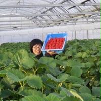 ★ 食べ頃 大粒 ★ きらぴ香＆紅ほっぺ 食べ比べセット（2パック入り） 560g（280g ×2パック） 果物/いちご通販