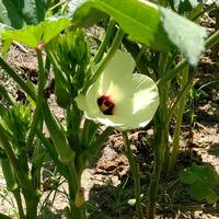 旬の野菜詰め合わせ 野菜約2キロ ～3キロ葉物が多い時は軽くなります 野菜/野菜セット・詰め合わせ通販