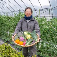 赤紫蘇 農薬不使用（無農薬）栽培赤紫蘇 約1.5㎏ | 野菜/ハーブ 産直